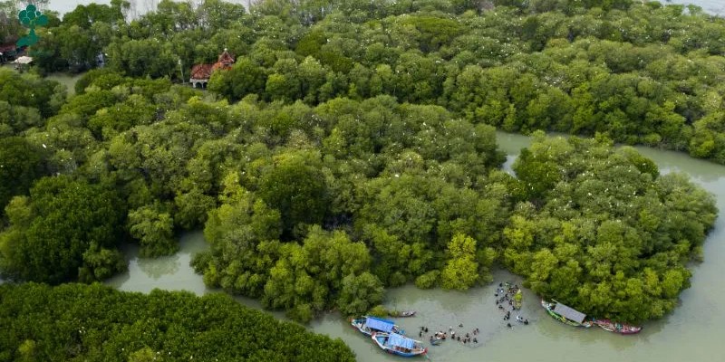 5 Rekomendasi Ekowisata Mangrove: Menggali Potensi dan Keberlanjutan